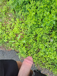 My Dick in a public forest